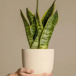 Kamerplanten-Plant in a Box Vrouwentong - Set van 2 - Sansevieria 'Futura Superba' - Hoogte 35-40cm - ⌀12cm