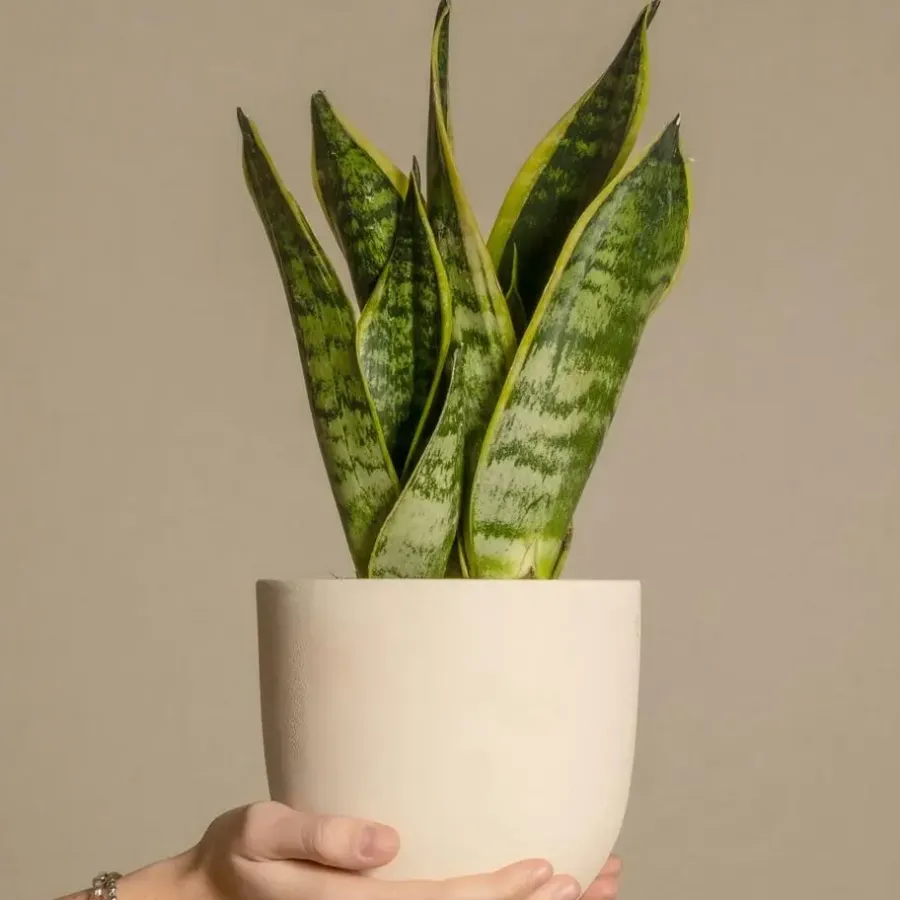 Kamerplanten-Plant in a Box Vrouwentong - Set van 2 - Sansevieria 'Futura Superba' - Hoogte 35-40cm - ⌀12cm