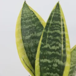 Kamerplanten-Plant in a Box Vrouwentong - Set van 2 - Sansevieria 'Futura Superba' - Hoogte 35-40cm - ⌀12cm