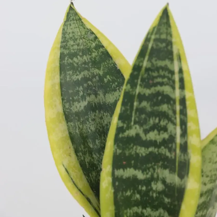 Kamerplanten-Plant in a Box Vrouwentong - Set van 2 - Sansevieria 'Futura Superba' - Hoogte 35-40cm - ⌀12cm