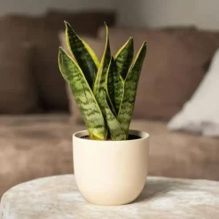 Kamerplanten-Plant in a Box Vrouwentong - Set van 2 - Sansevieria 'Futura Superba' - Hoogte 35-40cm - ⌀12cm