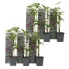 Plant in a Box Wilde wingerd - Set van 6 - Parthenocissus quinquefolia - Hoogte 25-40cm - ⌀9cm