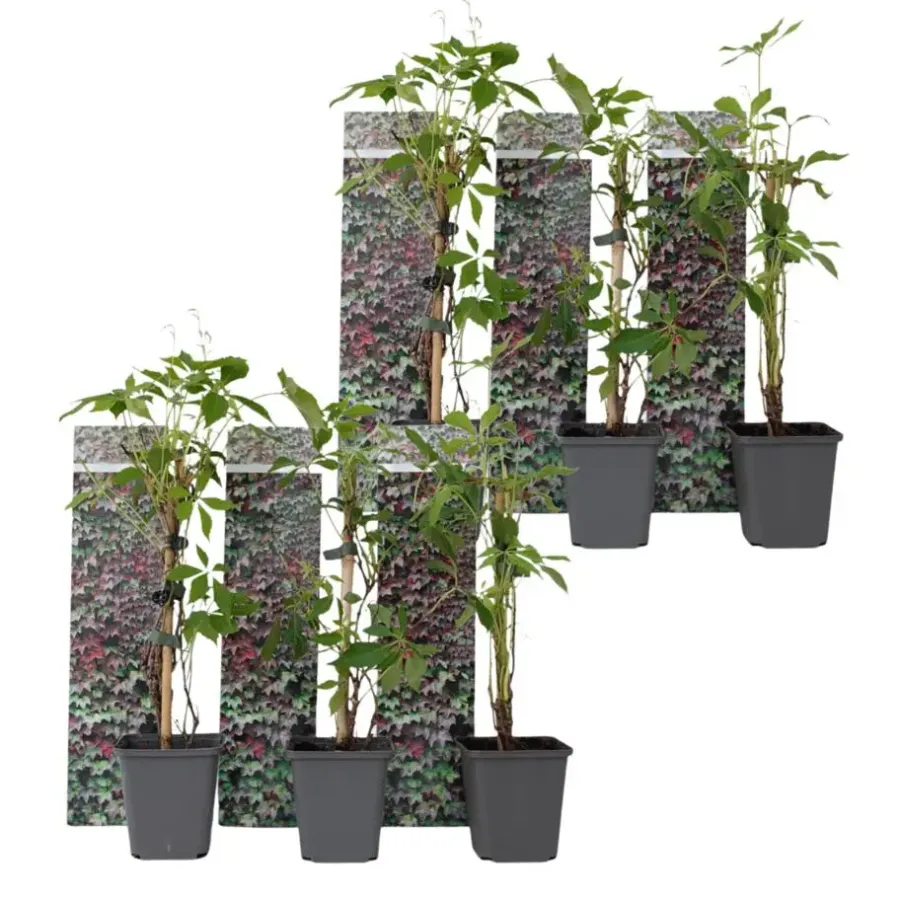 Plant in a Box Wilde wingerd - Set van 6 - Parthenocissus quinquefolia - Hoogte 25-40cm - ⌀9cm