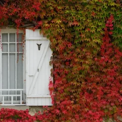Plant in a Box Wilde wingerd - Set van 6 - Parthenocissus quinquefolia - Hoogte 25-40cm - ⌀9cm