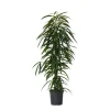 Kamerplanten-Plant in a Box Wilgenblad Ficus - Ficus binnendijkii - Hoogte 100-110cm - ⌀21cm