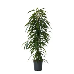 Kamerplanten-Plant in a Box Wilgenblad Ficus - Ficus binnendijkii - Hoogte 100-110cm - ⌀21cm