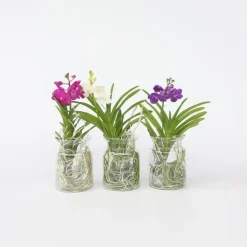Plant in a Box Witte Orchidee met vaas - Vanda 'White' - Hoogte 40-50cm - ⌀14cm