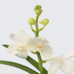Plant in a Box Witte Orchidee met vaas - Vanda 'White' - Hoogte 40-50cm - ⌀14cm
