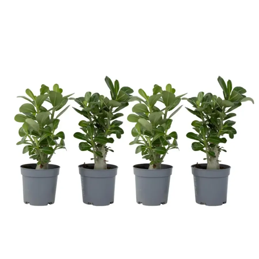 Kamerplanten-Plant in a Box Woestijnroos - Set van 4 - Adenium obesum - Hoogte 25-40cm - ⌀10,5cm