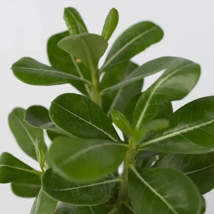 Kamerplanten-Plant in a Box Woestijnroos - Set van 4 - Adenium obesum - Hoogte 25-40cm - ⌀10,5cm