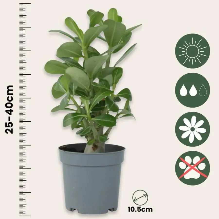 Kamerplanten-Plant in a Box Woestijnroos - Set van 4 - Adenium obesum - Hoogte 25-40cm - ⌀10,5cm