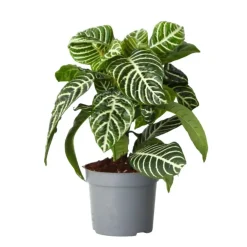 Kamerplanten-Plant in a Box Zebraplant - Aphelandra squarrosa 'Botanica' - Hoogte 25-45cm - ⌀13cm