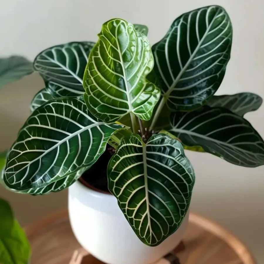 Kamerplanten-Plant in a Box Zebraplant - Aphelandra squarrosa 'Botanica' - Hoogte 25-45cm - ⌀13cm