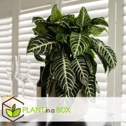 Kamerplanten-Plant in a Box Zebraplant - Aphelandra squarrosa 'Botanica' - Hoogte 25-45cm - ⌀13cm