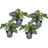 Plant in a Box Zebraplant - Set van 4 - Aphelandra squarrosa - Hoogte 25-45cm - ⌀13cm