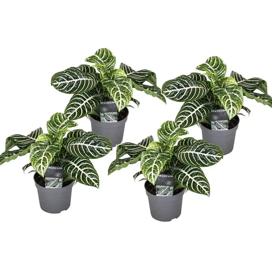 Plant in a Box Zebraplant - Set van 4 - Aphelandra squarrosa - Hoogte 25-45cm - ⌀13cm