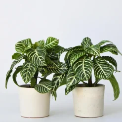 Plant in a Box Zebraplant - Set van 4 - Aphelandra squarrosa - Hoogte 25-45cm - ⌀13cm