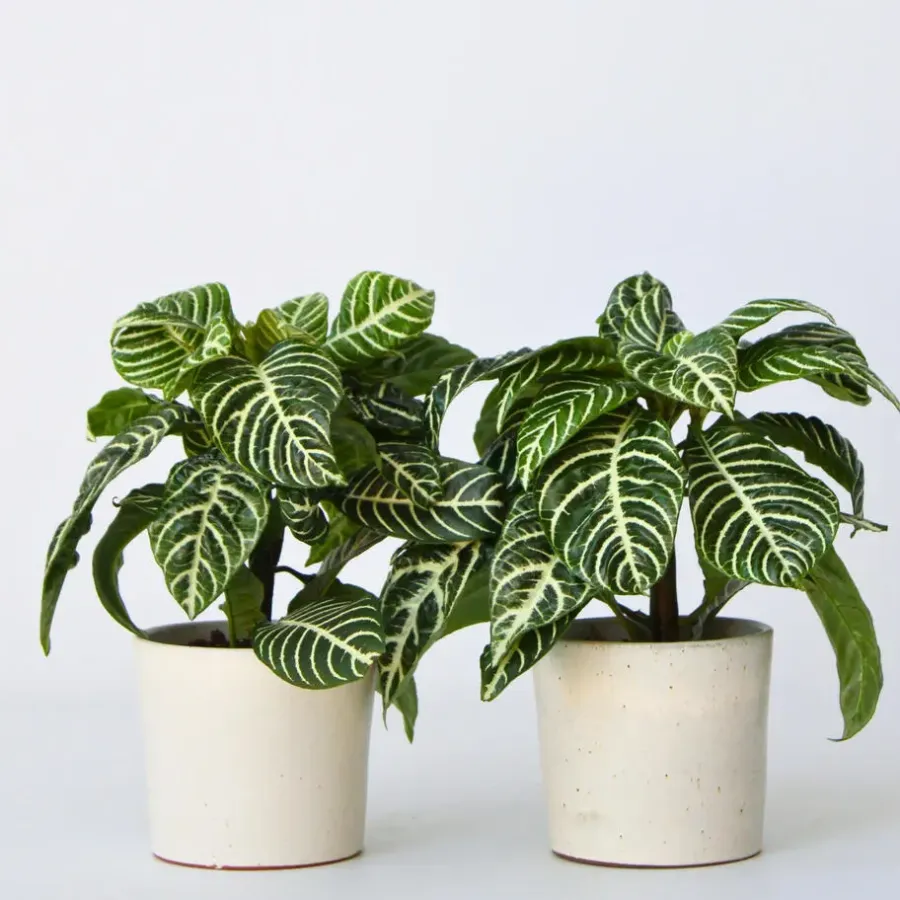Plant in a Box Zebraplant - Set van 4 - Aphelandra squarrosa - Hoogte 25-45cm - ⌀13cm