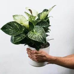 Plant in a Box Zebraplant - Set van 4 - Aphelandra squarrosa - Hoogte 25-45cm - ⌀13cm