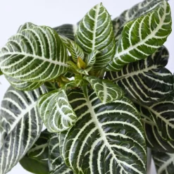 Plant in a Box Zebraplant - Set van 4 - Aphelandra squarrosa - Hoogte 25-45cm - ⌀13cm