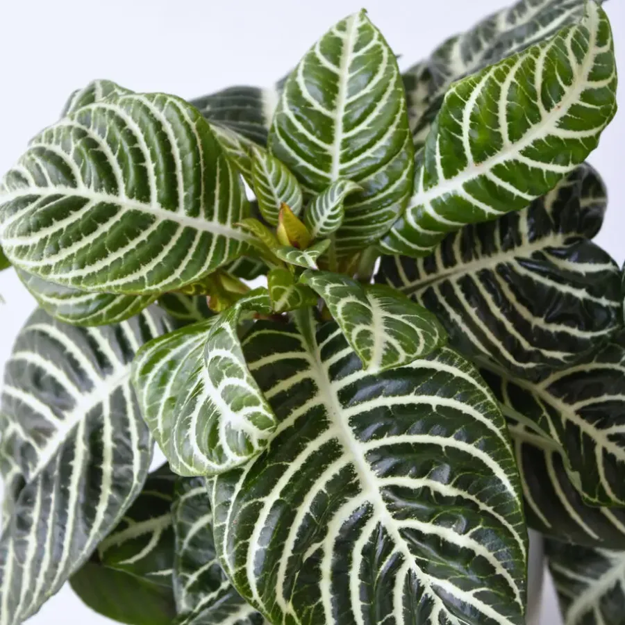 Plant in a Box Zebraplant - Set van 4 - Aphelandra squarrosa - Hoogte 25-45cm - ⌀13cm