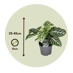 Plant in a Box Zebraplant - Set van 4 - Aphelandra squarrosa - Hoogte 25-45cm - ⌀13cm