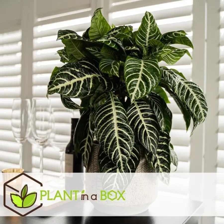 Plant in a Box Zebraplant - Set van 4 - Aphelandra squarrosa - Hoogte 25-45cm - ⌀13cm