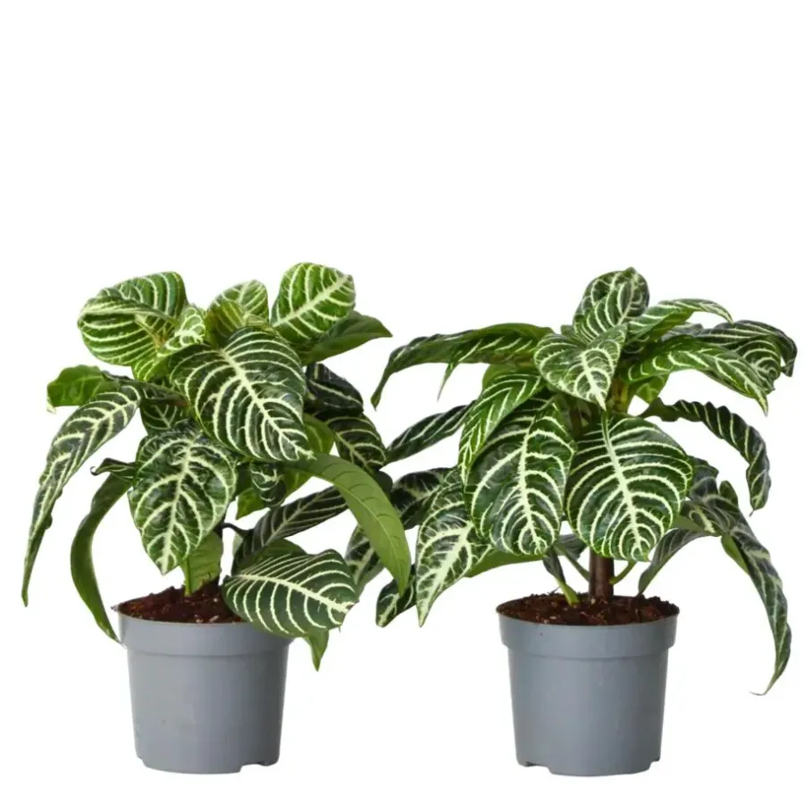 Kamerplanten-Plant in a Box Zebraplant - Set van 2 - Aphelandra squarrosa - Hoogte 25-45cm - ⌀13cm
