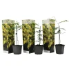 Plant in a Box Zilveracacia - Set van 3 - Mimosa dealbata - Hoogte 25-40cm - ⌀9cm