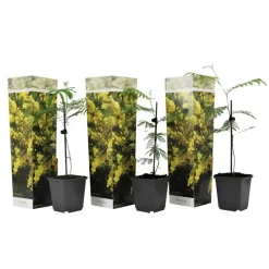 Plant in a Box Zilveracacia - Set van 3 - Mimosa dealbata - Hoogte 25-40cm - ⌀9cm