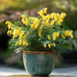 Plant in a Box Zilveracacia - Set van 3 - Mimosa dealbata - Hoogte 25-40cm - ⌀9cm