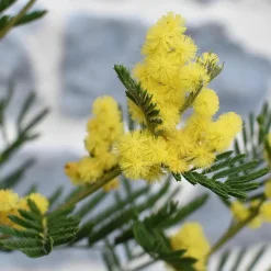 Plant in a Box Zilveracacia - Set van 3 - Mimosa dealbata - Hoogte 25-40cm - ⌀9cm