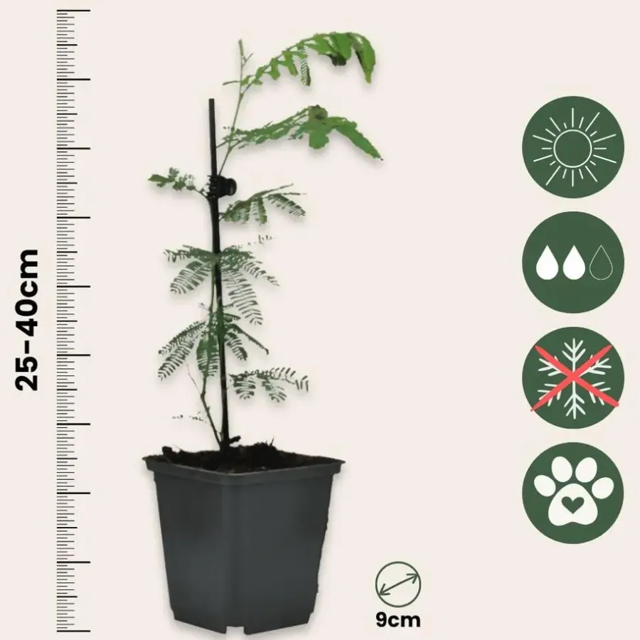 Plant in a Box Zilveracacia - Set van 3 - Mimosa dealbata - Hoogte 25-40cm - ⌀9cm