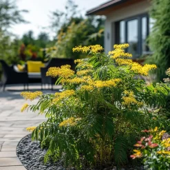 Plant in a Box Zilveracacia - Set van 3 - Mimosa dealbata - Hoogte 25-40cm - ⌀9cm