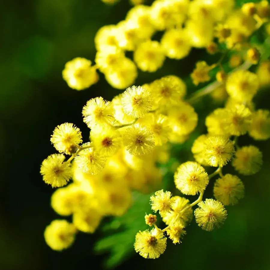 Plant in a Box Zilveracacia - Set van 3 - Mimosa dealbata - Hoogte 25-40cm - ⌀9cm