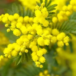 Plant in a Box Zilveracacia - Set van 3 - Mimosa dealbata - Hoogte 25-40cm - ⌀9cm