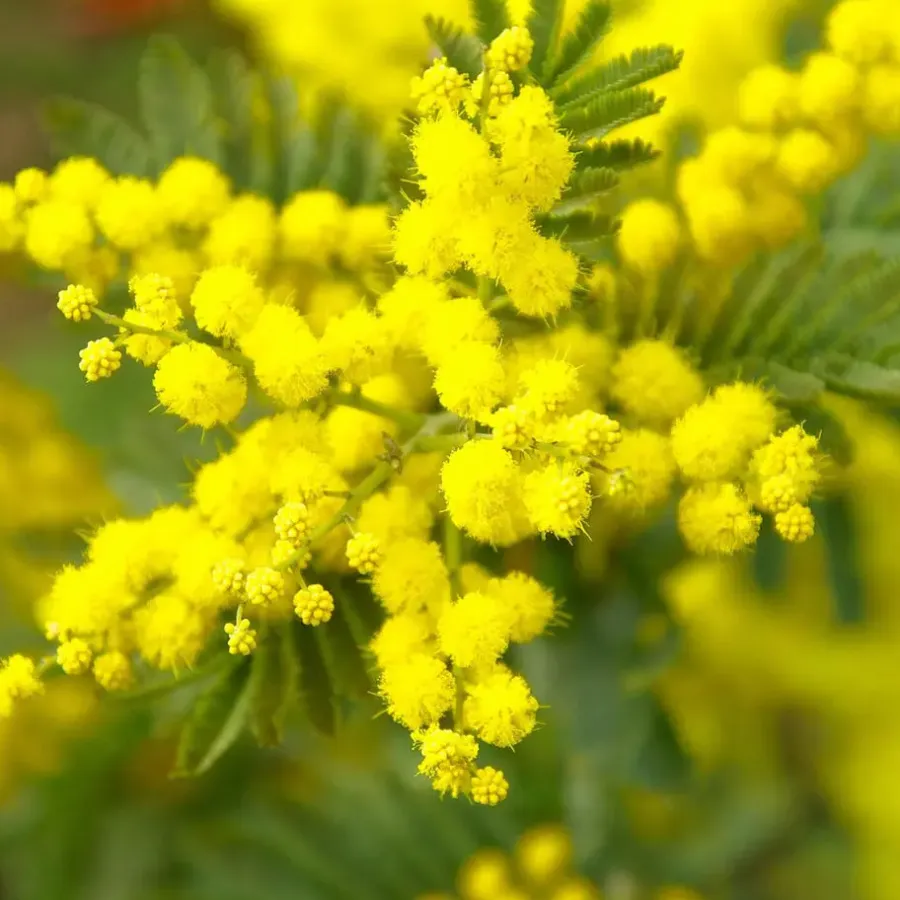 Plant in a Box Zilveracacia - Set van 3 - Mimosa dealbata - Hoogte 25-40cm - ⌀9cm