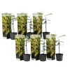 Planten|Tuinplanten-Plant in a Box Zilveracacia - Set van 6 - Mimosa dealbata - Hoogte 25-40cm - ⌀9cm
