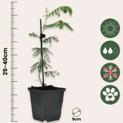 Planten|Tuinplanten-Plant in a Box Zilveracacia - Set van 6 - Mimosa dealbata - Hoogte 25-40cm - ⌀9cm