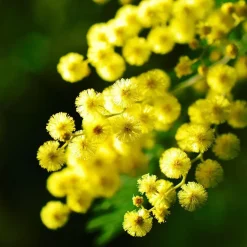 Planten|Tuinplanten-Plant in a Box Zilveracacia - Set van 6 - Mimosa dealbata - Hoogte 25-40cm - ⌀9cm