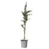 Plant in a Box Zilvereucalyptus - Eucalyptus cinerea 'Silver Dollar' - Hoogte 90-110cm - ⌀19cm