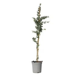 Plant in a Box Zilvereucalyptus - Eucalyptus cinerea 'Silver Dollar' - Hoogte 90-110cm - ⌀19cm