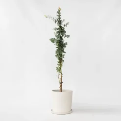 Plant in a Box Zilvereucalyptus - Eucalyptus cinerea 'Silver Dollar' - Hoogte 90-110cm - ⌀19cm