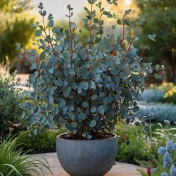 Plant in a Box Zilvereucalyptus - Eucalyptus cinerea 'Silver Dollar' - Hoogte 90-110cm - ⌀19cm