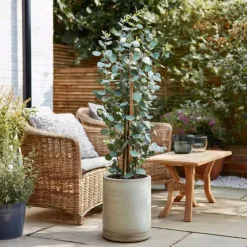 Plant in a Box Zilvereucalyptus - Eucalyptus cinerea 'Silver Dollar' - Hoogte 90-110cm - ⌀19cm