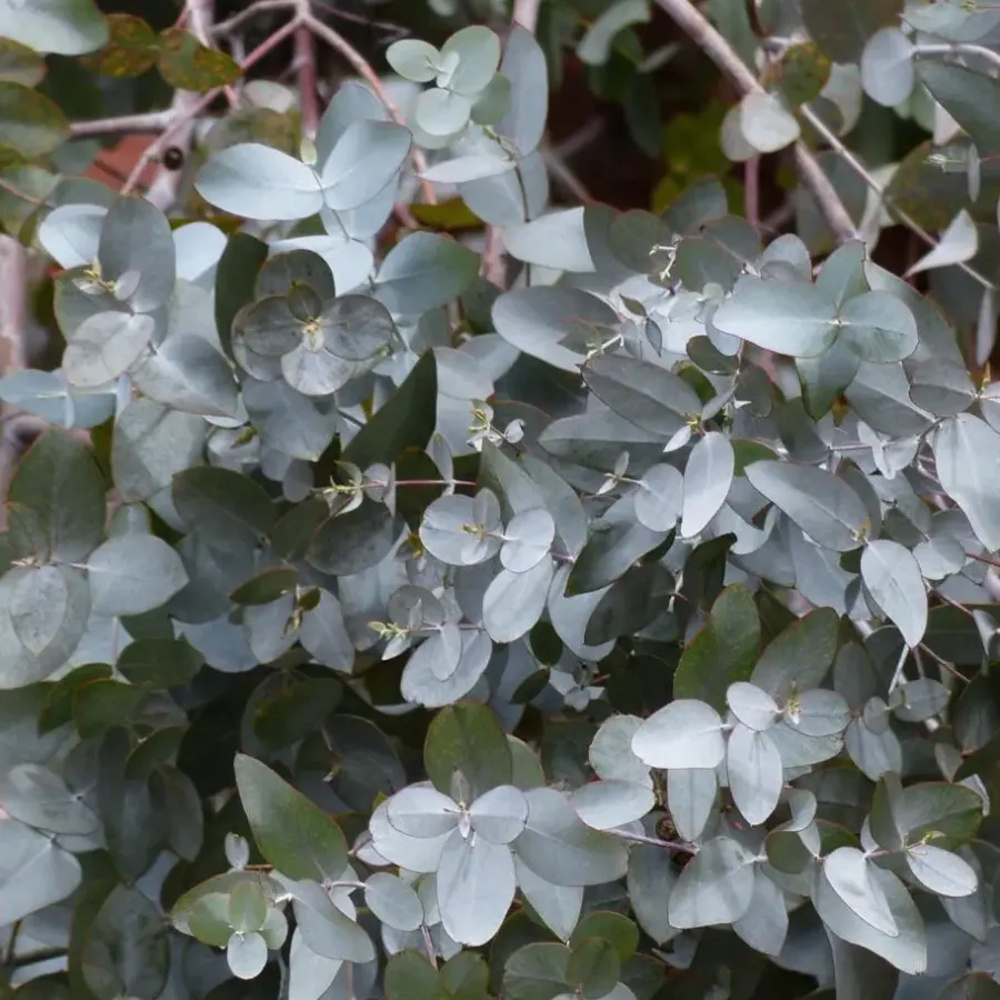 Plant in a Box Zilvereucalyptus - Eucalyptus cinerea 'Silver Dollar' - Hoogte 90-110cm - ⌀19cm