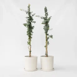 Plant in a Box Zilvereucalyptus - Set van 2 - Eucalyptus - Hoogte 90-110cm - ⌀19cm