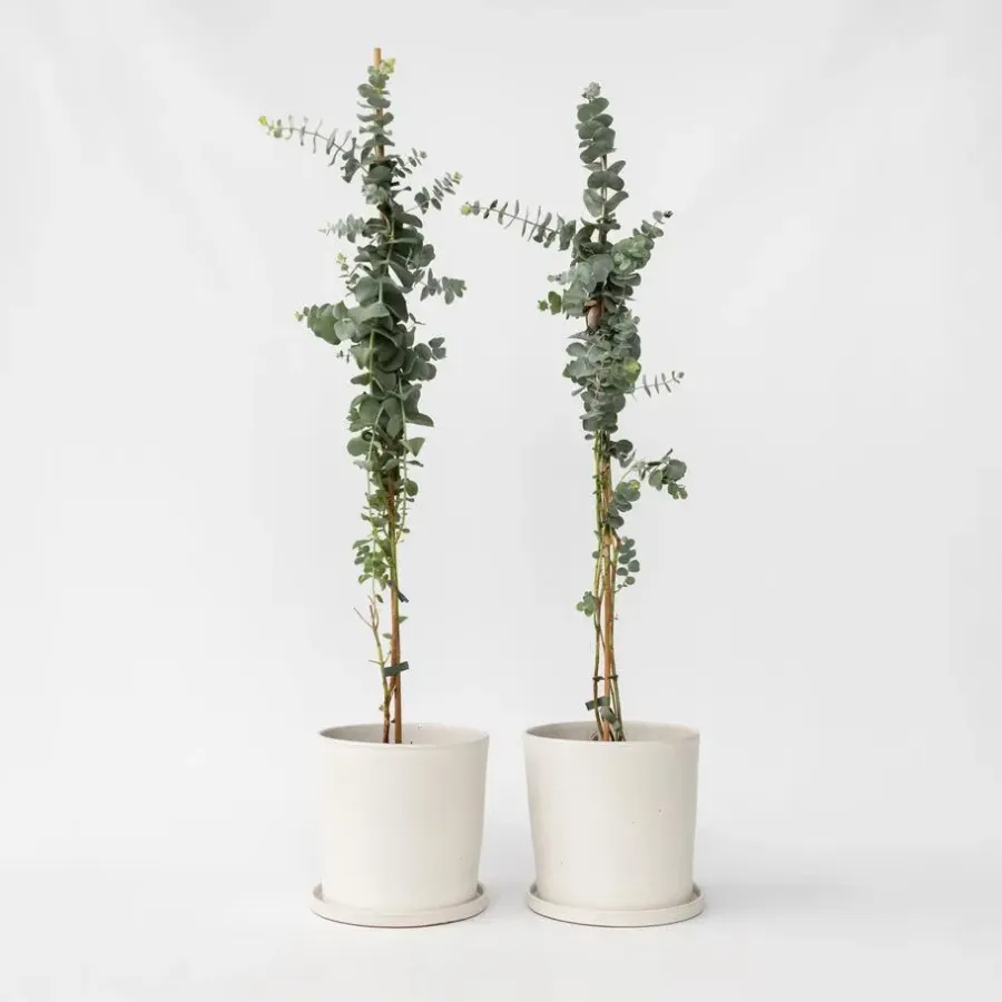 Plant in a Box Zilvereucalyptus - Set van 2 - Eucalyptus - Hoogte 90-110cm - ⌀19cm