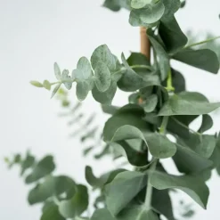 Plant in a Box Zilvereucalyptus - Set van 2 - Eucalyptus - Hoogte 90-110cm - ⌀19cm