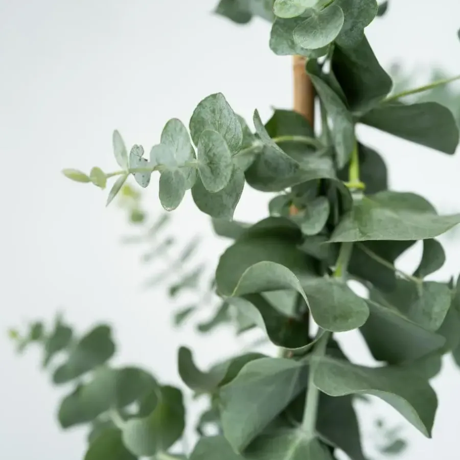 Plant in a Box Zilvereucalyptus - Set van 2 - Eucalyptus - Hoogte 90-110cm - ⌀19cm